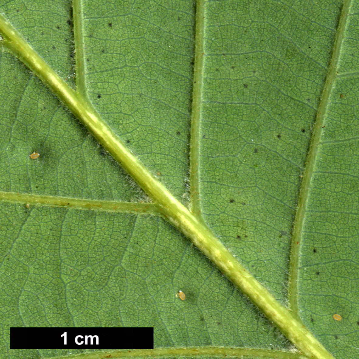 High resolution image: Family: Fagaceae - Genus: Quercus - Taxon: ×szovitzii (Q.macranthera × Q.petraea)